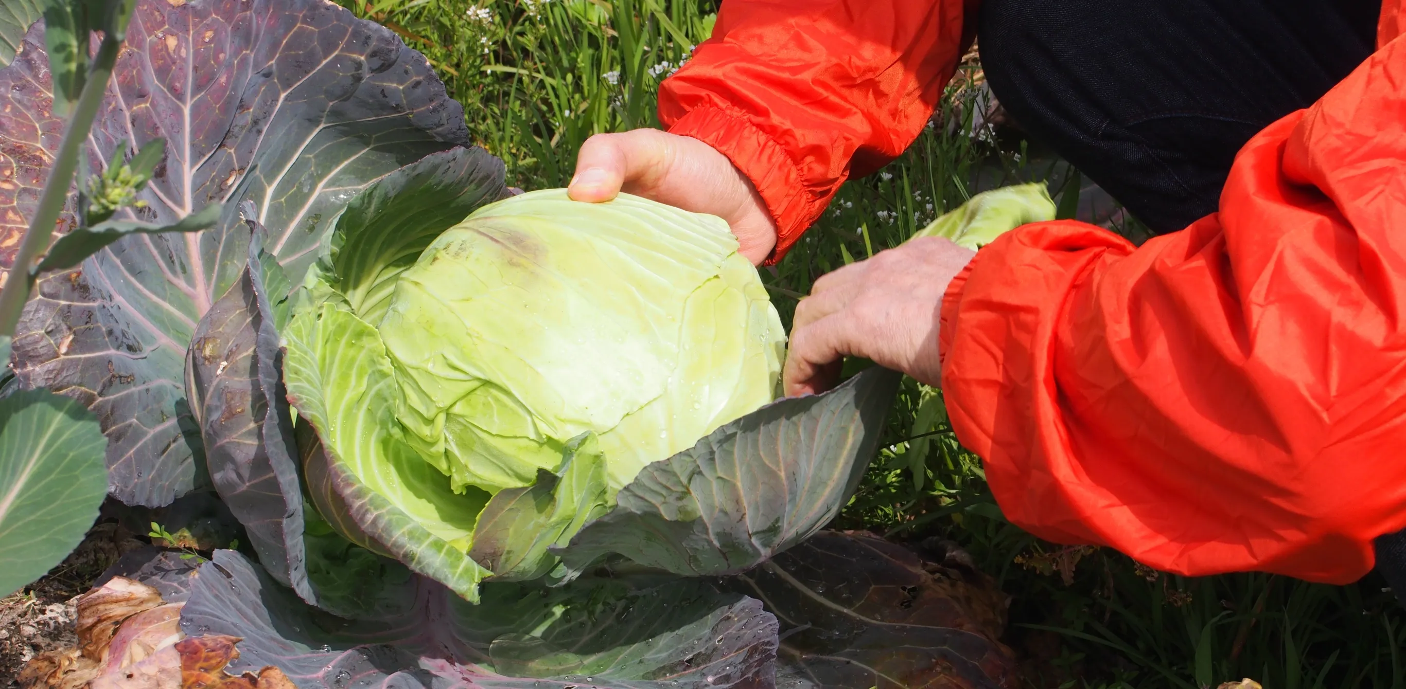 農園でキャベツ刈り体験