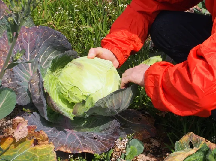 キャベツ刈り体験